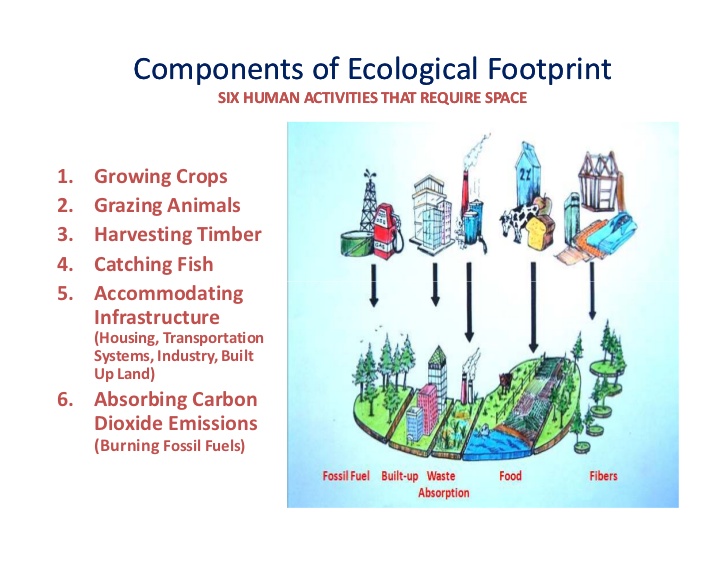 ecofoot